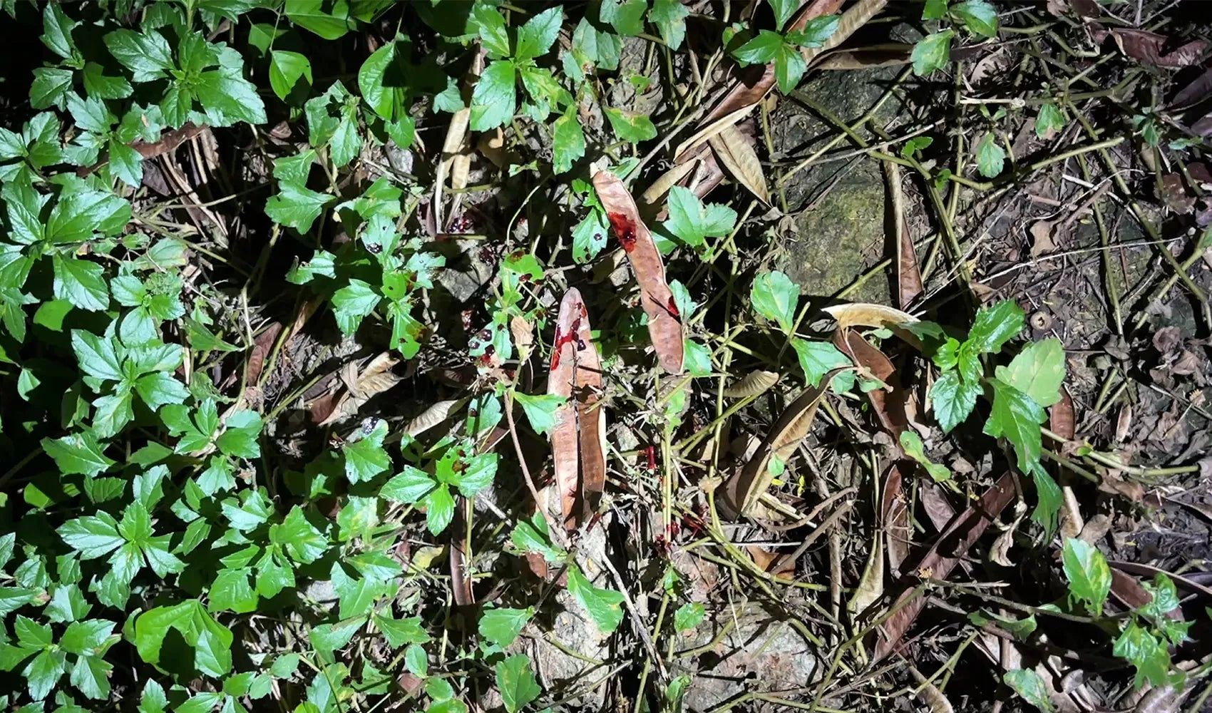 Common Blood Tracking Mistakes at Night