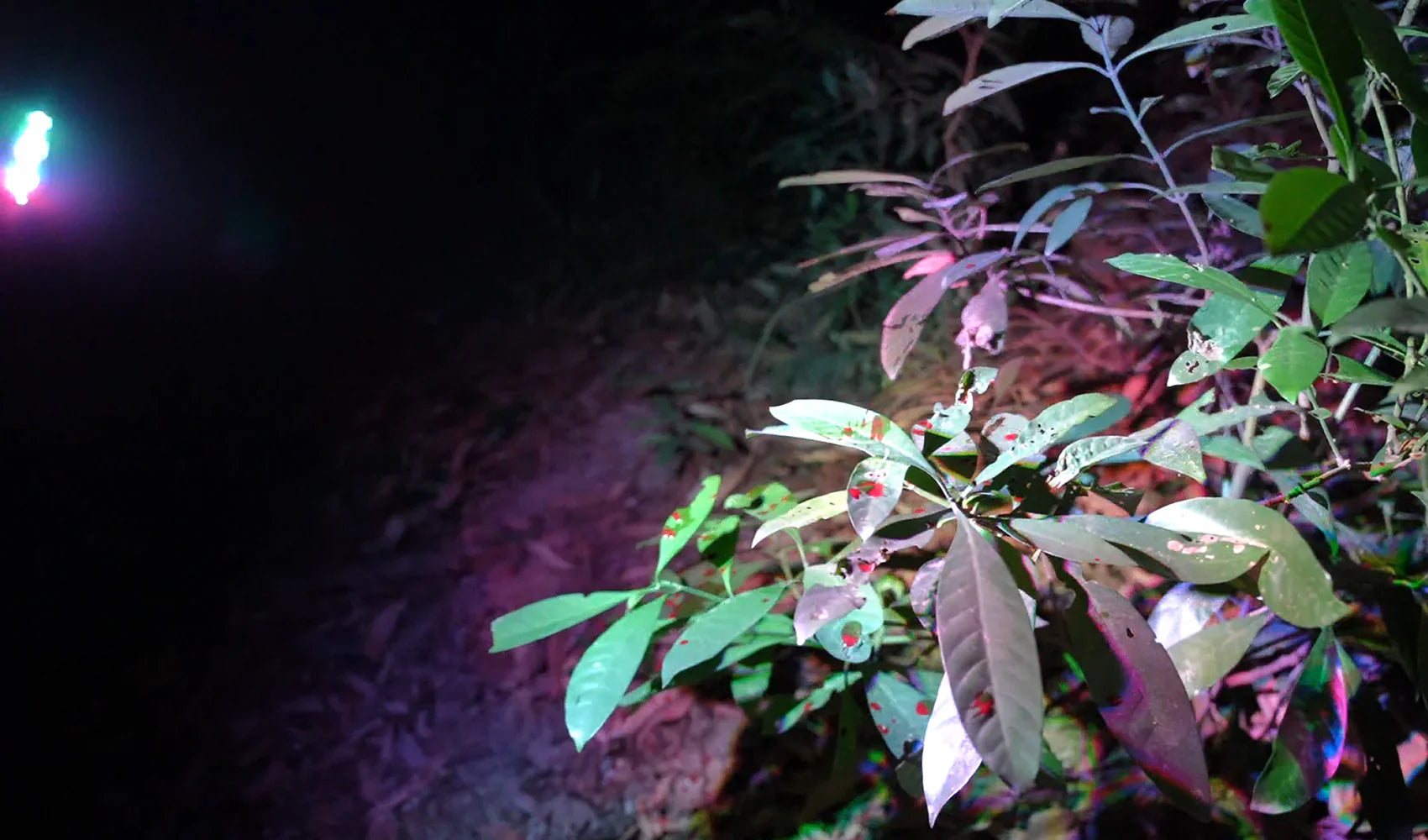 How to Choose the Right Flashlight for Night Hunting: Blood Tracking Light