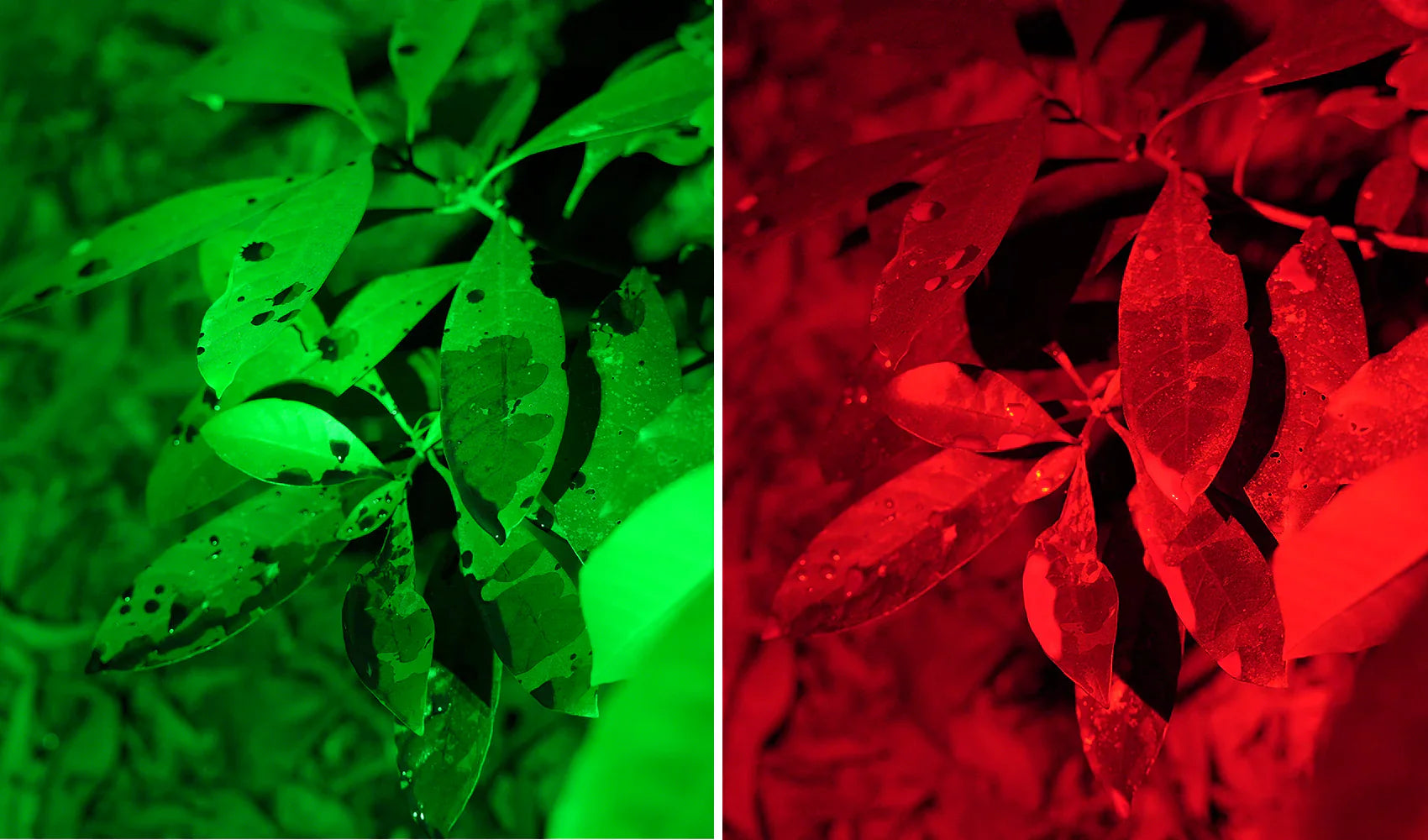 Green vs Red Light for Blood Tracking: Which One Works Better at Night?