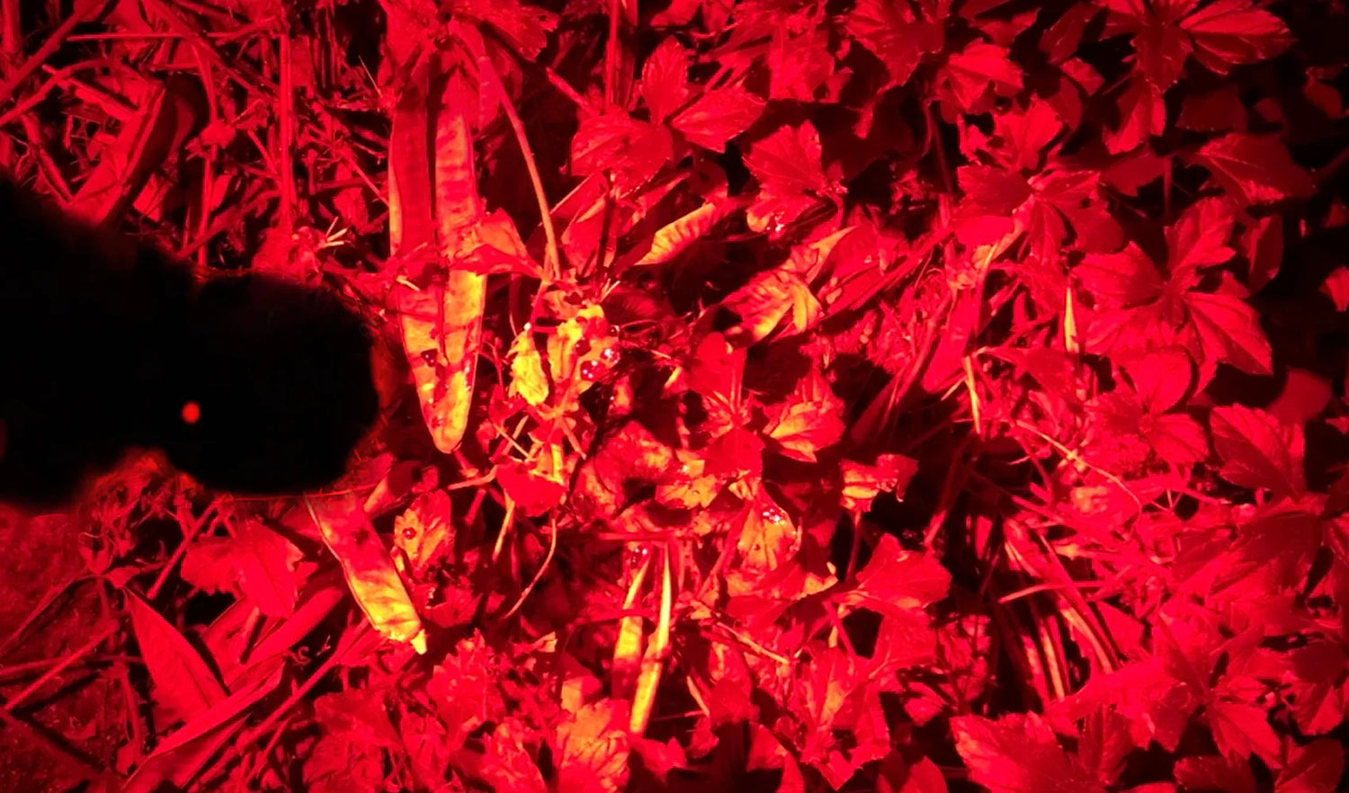 How to Track Blood at Night