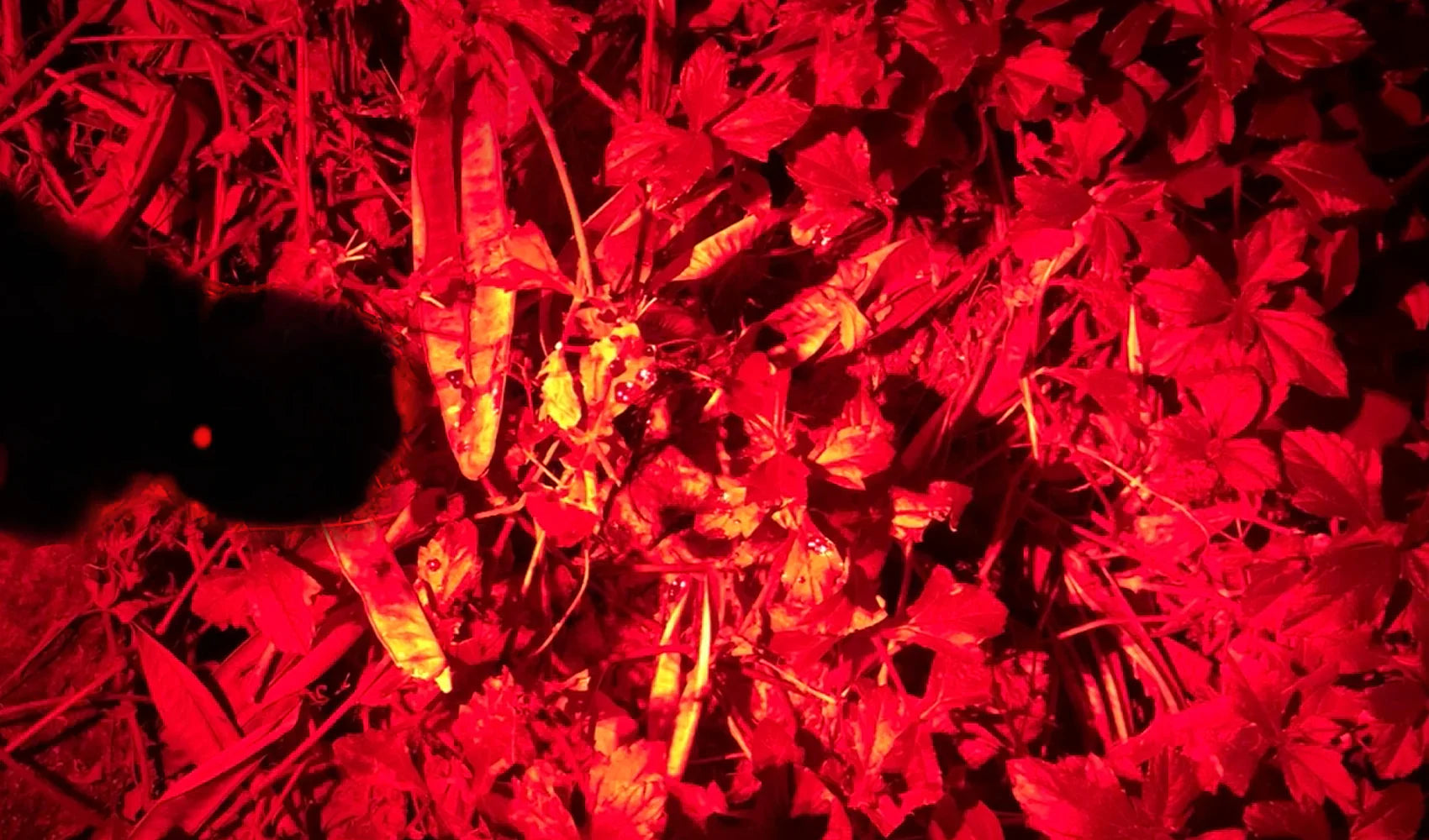 How to Track Blood at Night